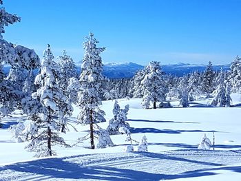 Snow covered pine trees and mountains against sky