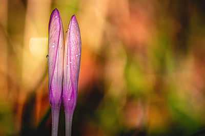 Close-up of purple crocus flower