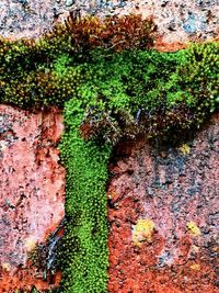 Close-up of ivy growing on tree