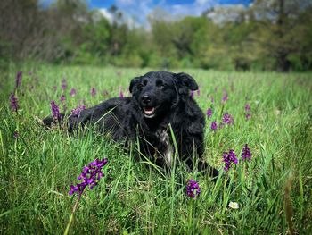 Portrait of happy black dog lying down in green grass and purple flowers during spring