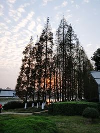 Low angle view of trees in forest