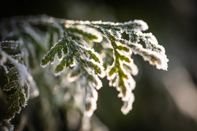 Close-up of plant