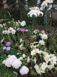 Close-up of white flowering plants in garden