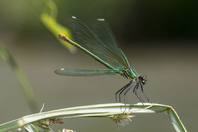 Close-up of damselfly on plant