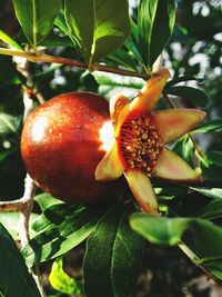 Close-up of fresh fruits on tree