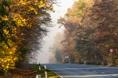 Foggy road amidst trees during autumn