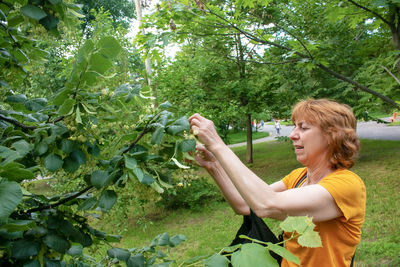 An aged woman collects healing linden flowers. plucking beautiful linden flowers on a spring day.
