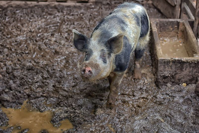 High angle view of an animal on field