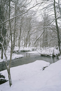 Bare trees on snow covered land