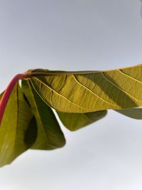 Close-up of yellow leaves against clear sky
