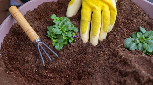 Hands in yellow gloves planting seedlings with garden rake in the soil. new sprout in the garden