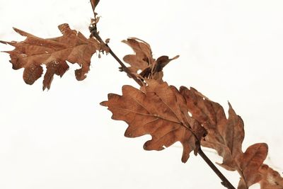 Close-up of dry maple leaves against sky