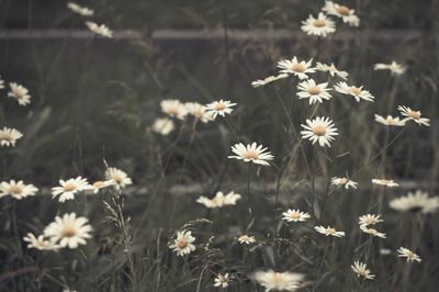 Close-up of white daisy flowers