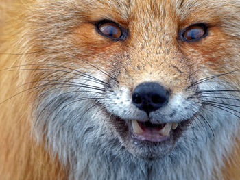 Close-up portrait of eye