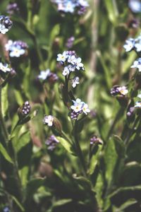 plant