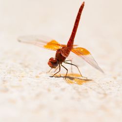 Close-up of insect on wall