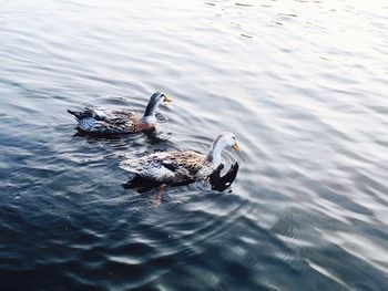 High angle view of ducks swimming on lake