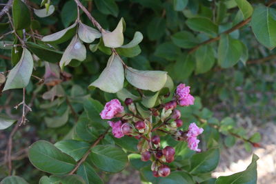 Close-up of fresh purple flowers blooming amidst plants