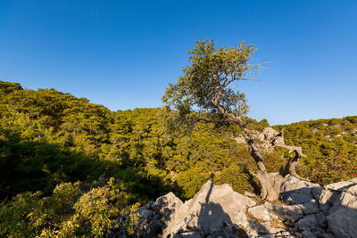 Beautiful landscape on the sea mountains with trees