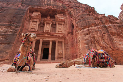 Camels sitting against old building