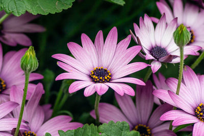 Close-up of pink flowers