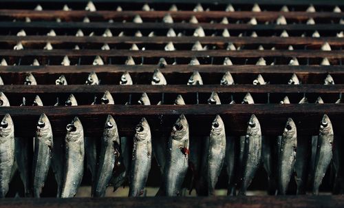 View of dead fish in a row