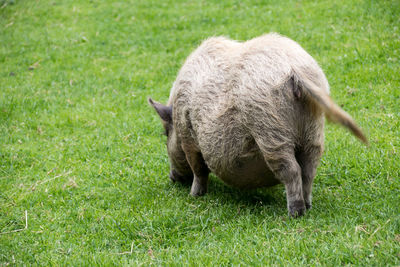 Sheep grazing in a field