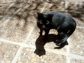 Portrait of black cat sitting outdoors