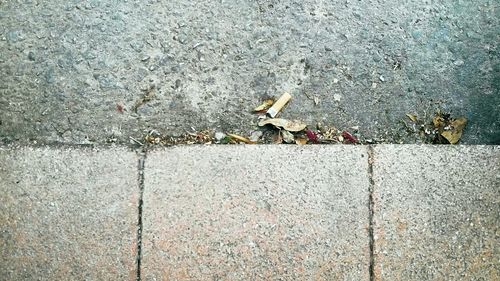 cigarette butt