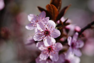 Close-up of pink cherry blossom