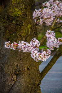 Close-up of pink cherry blossoms in spring