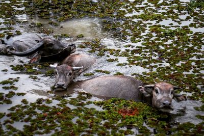 High angle view of water buffaloes in lake