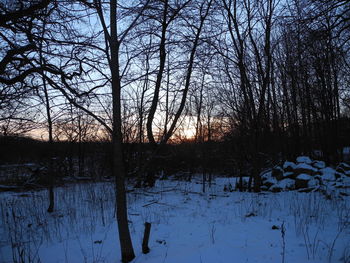 Bare trees on snow covered landscape