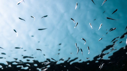 Flock of birds in sea