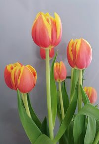 Close-up of red tulips