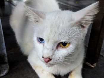 Close-up portrait of white cat