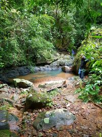 Scenic view of river amidst trees in forest