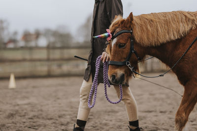 Mid section of woman leading pony on paddock