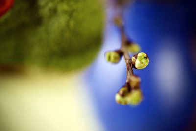 Close-up of blue flower buds