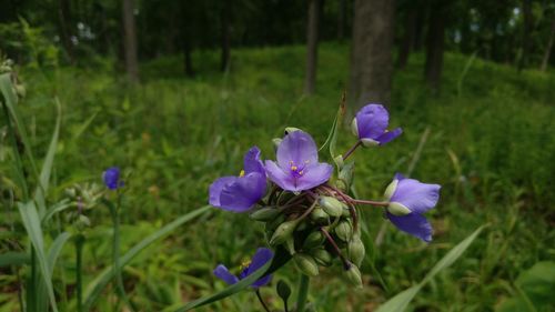 Close-up of purple crocus blooming on field