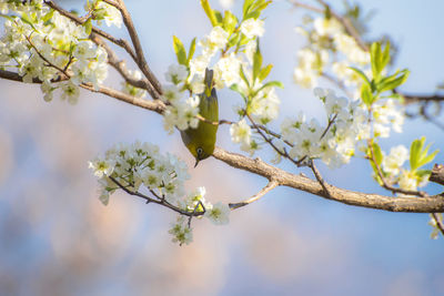 Bird on the peach blossom