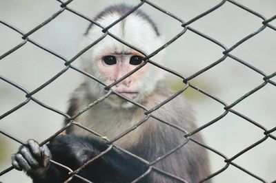 Portrait of monkey in cage