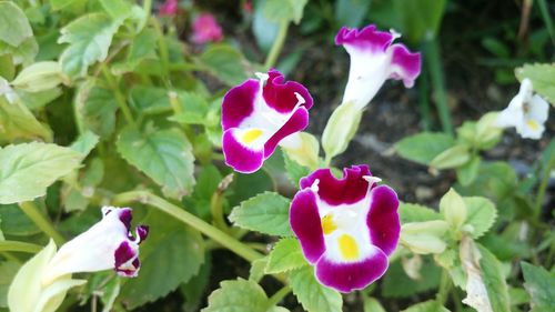 Close-up of purple flowers blooming outdoors