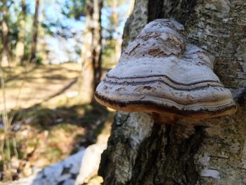 Close-up of tree trunk