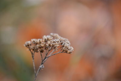 Close-up of dried plant