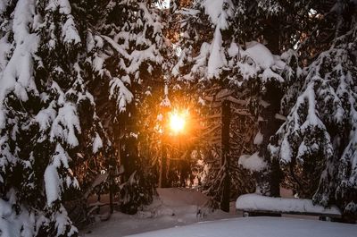 Sun shining through trees