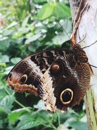 Close-up of butterfly on a tree