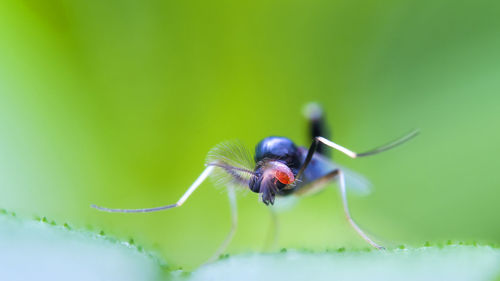 Close-up of mite on midge fly on leaf