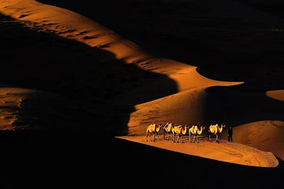 Camels with driver walking at desert