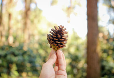 Close-up of hand holding leaf